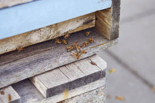 Dack mit Bienenstock im Scandic Berlin Potsdamer Platz