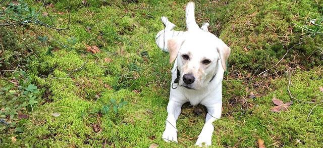 schöne orte zum spazieren gehen mit hund